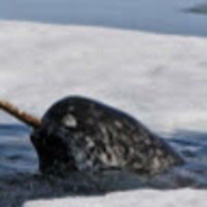 Meet your Posher, Emeial